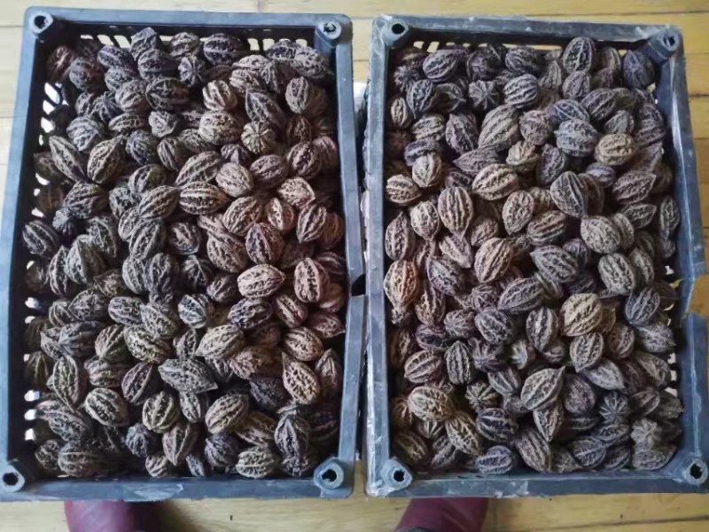 东北野生山核桃，厚皮秋子核桃，陈核桃，大量批发1元