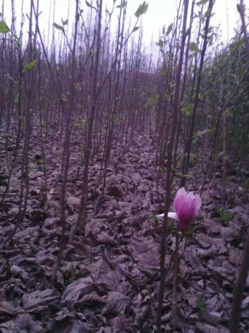 红玉兰苗红玉兰树苗白玉兰苗黄玉兰产地直销物流发货