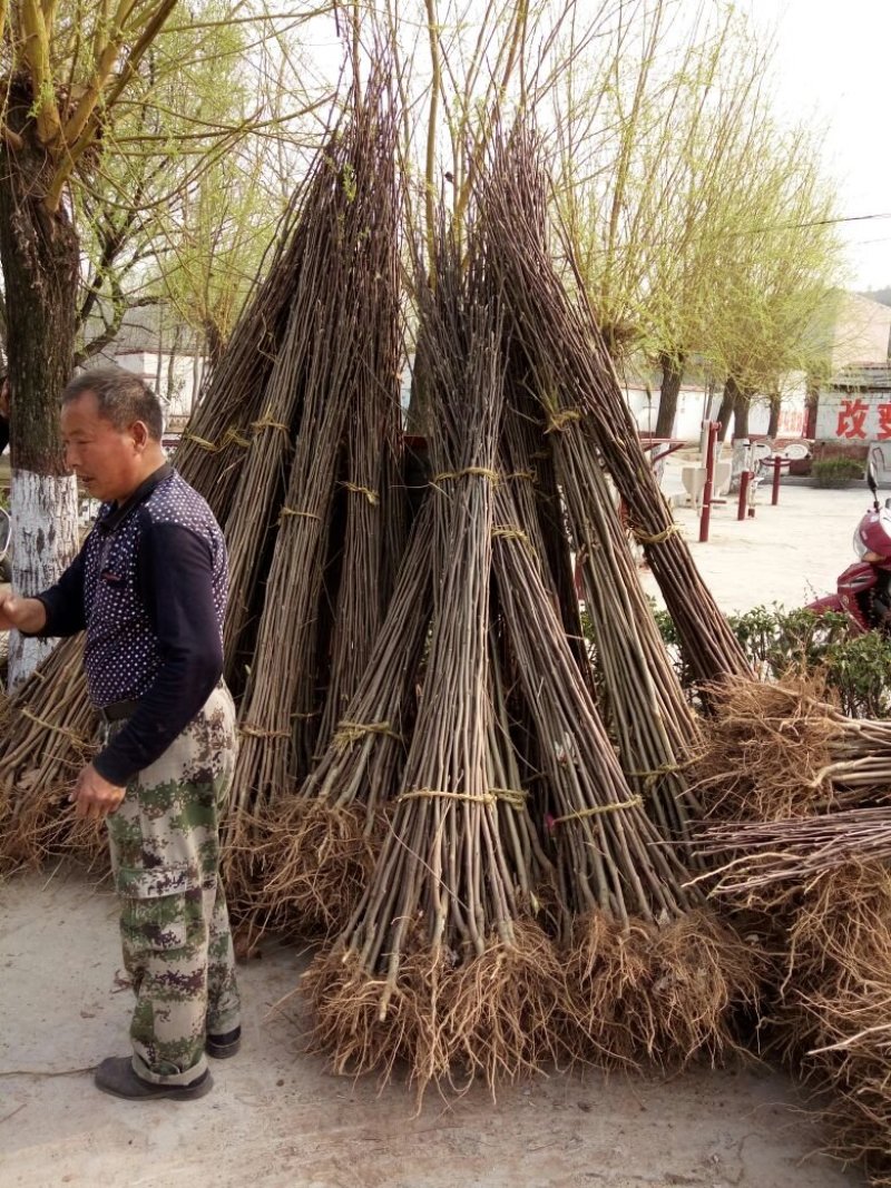 红玉兰苗红玉兰树苗白玉兰苗黄玉兰产地直销物流发货