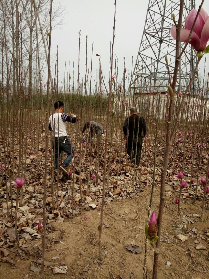 红玉兰苗红玉兰树苗白玉兰苗黄玉兰产地直销物流发货