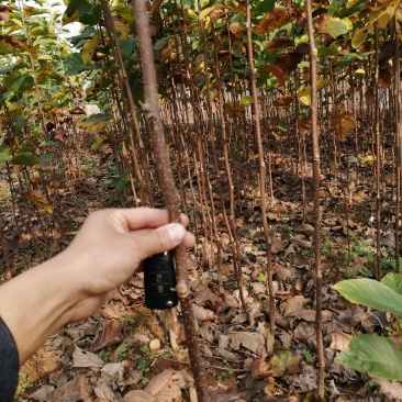红玉兰苗红玉兰树苗白玉兰苗黄玉兰产地直销物流发货