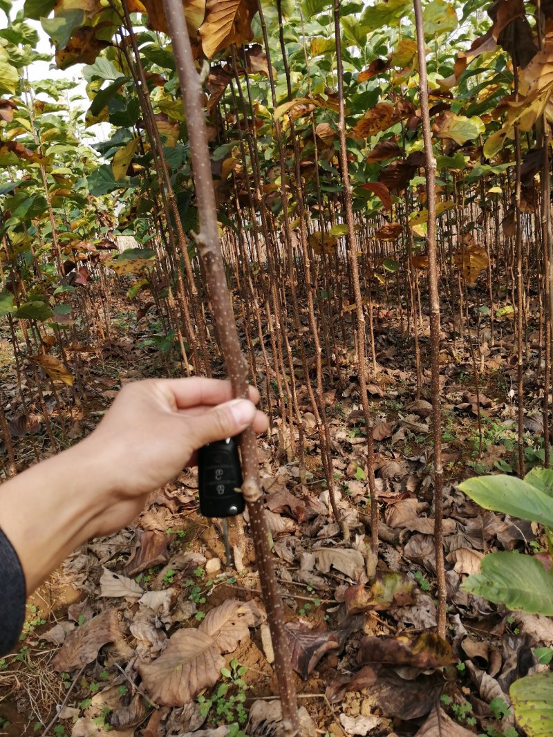 红玉兰苗红玉兰树苗白玉兰苗黄玉兰产地直销物流发货