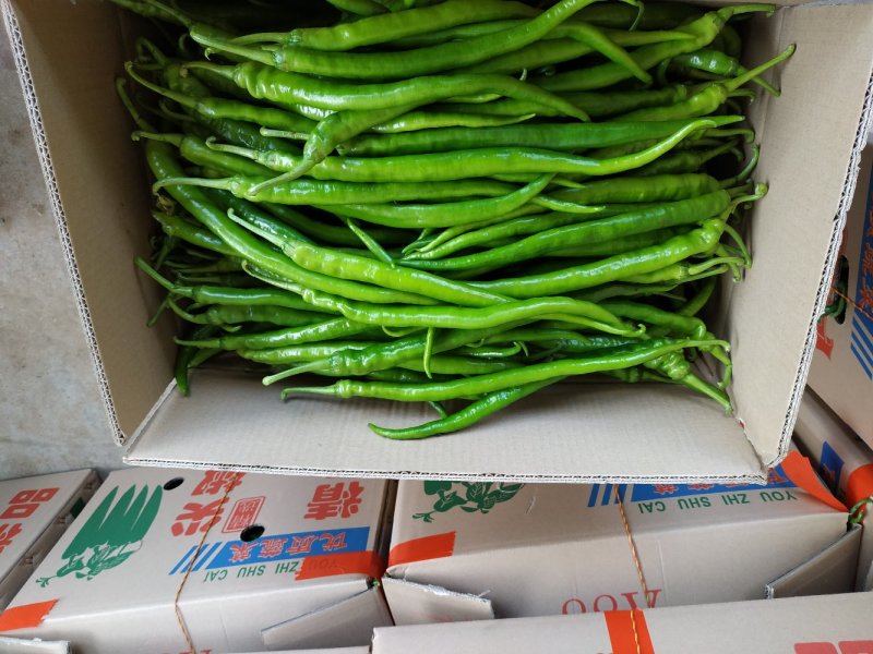 青皮尖椒广东湛江产地直供大量供应港澳蔬菜基地