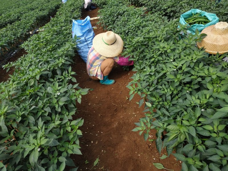 青皮尖椒广东湛江产地直供大量供应港澳蔬菜基地