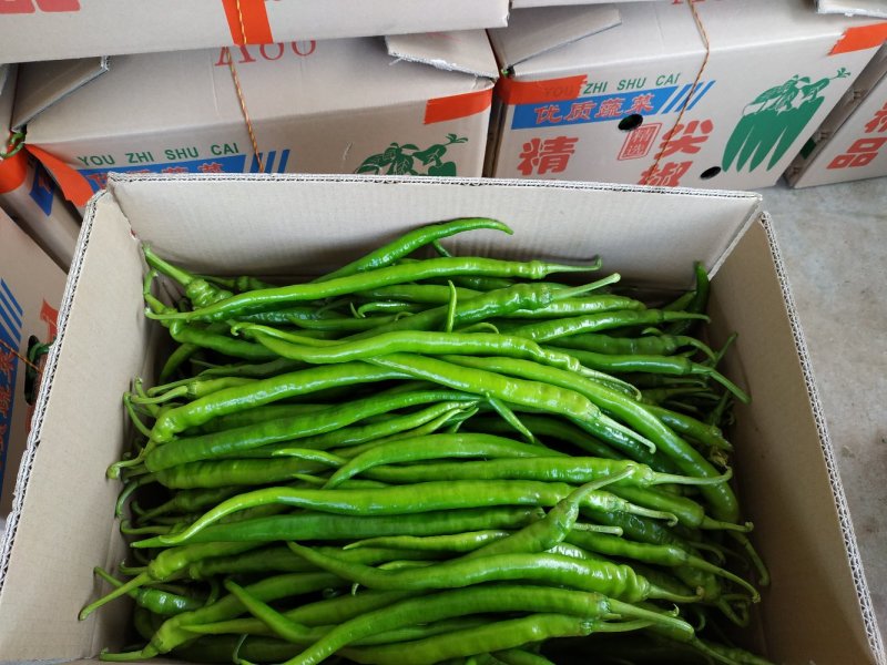 青皮尖椒广东湛江产地直供大量供应港澳蔬菜基地
