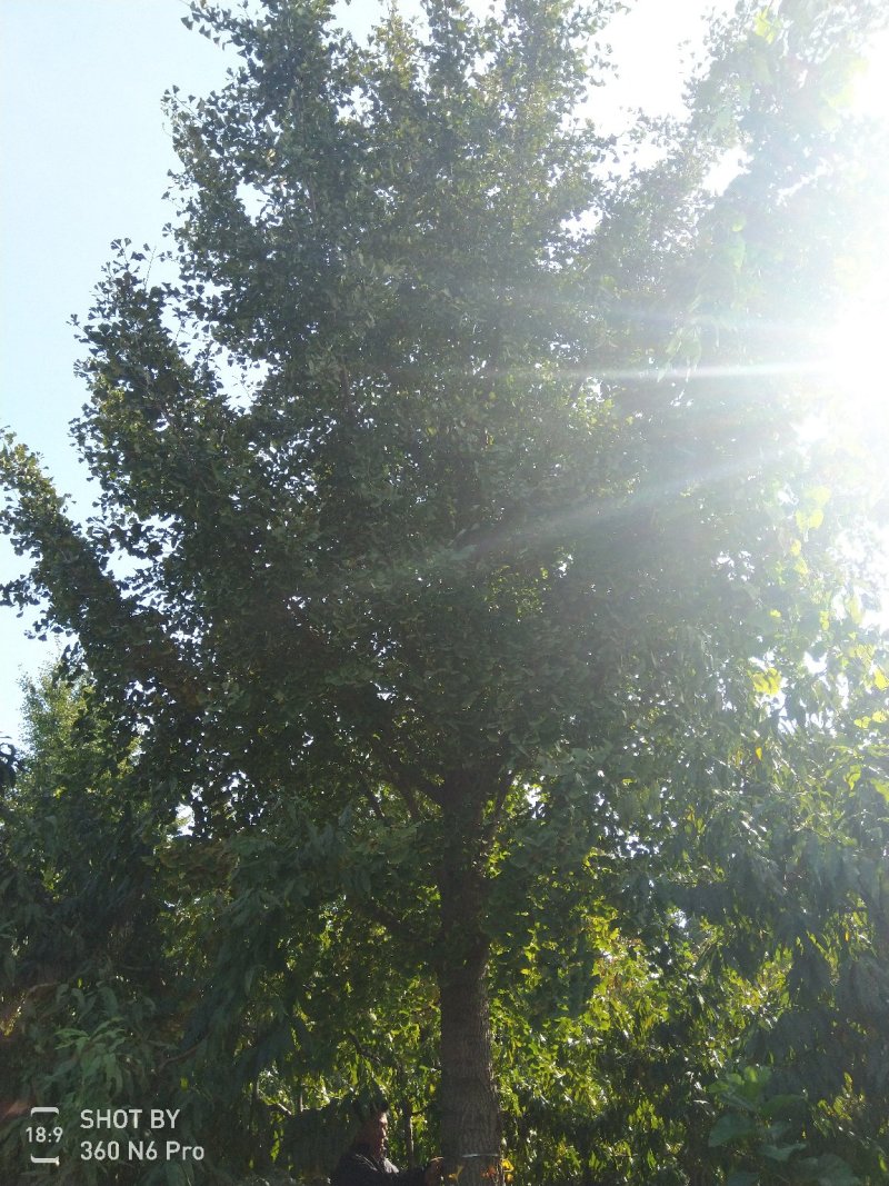 银杏树