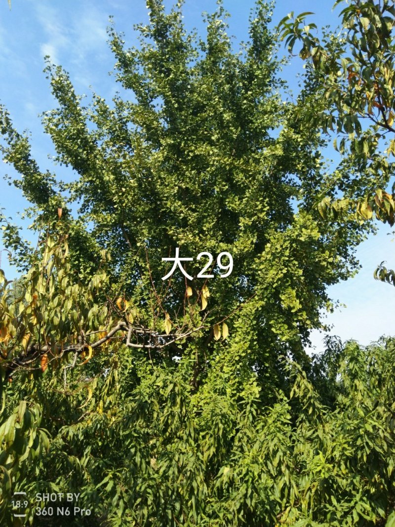 银杏树