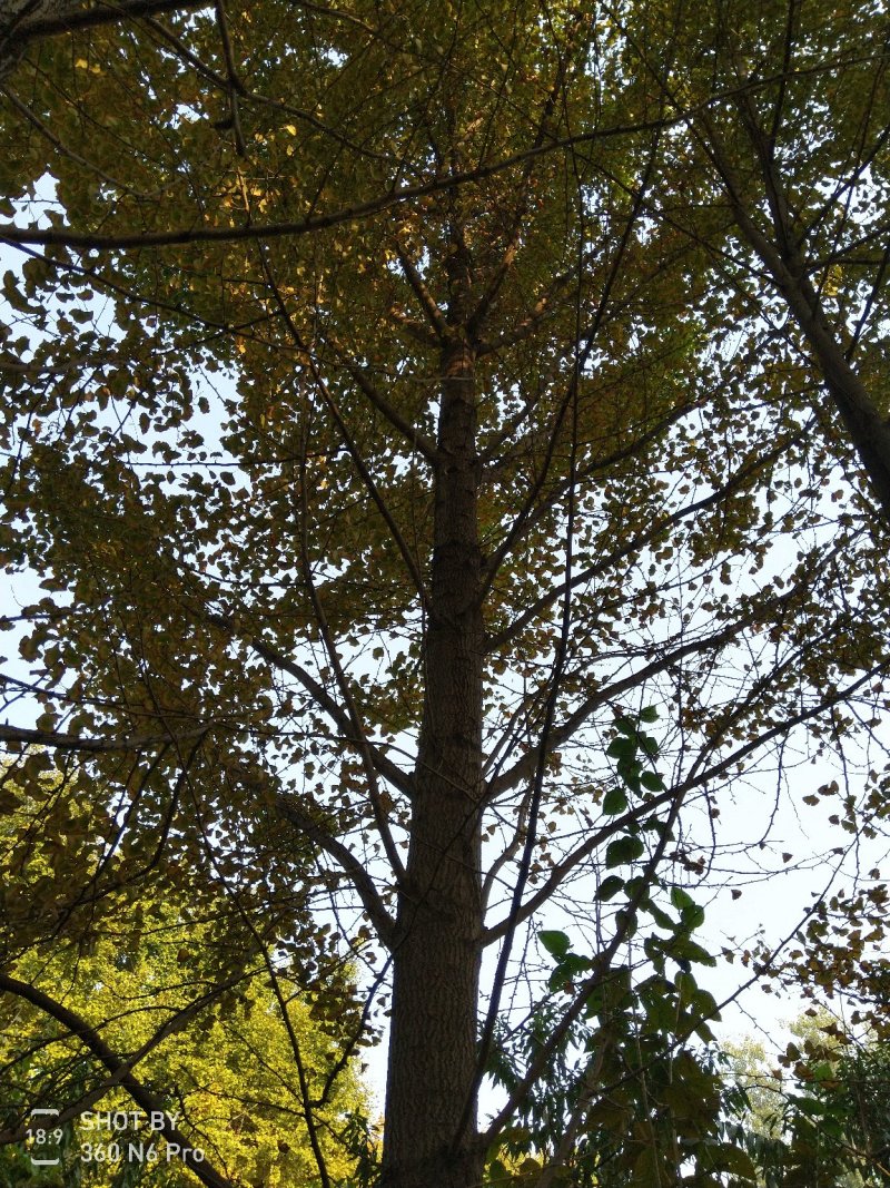 银杏树