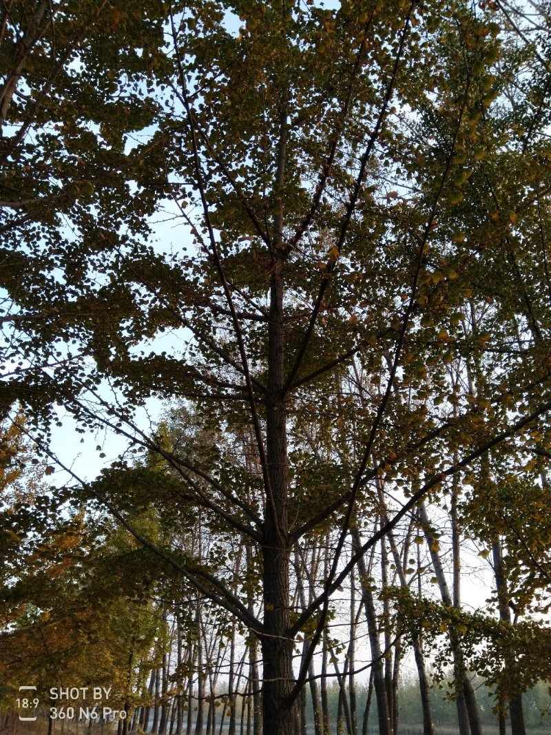 银杏树