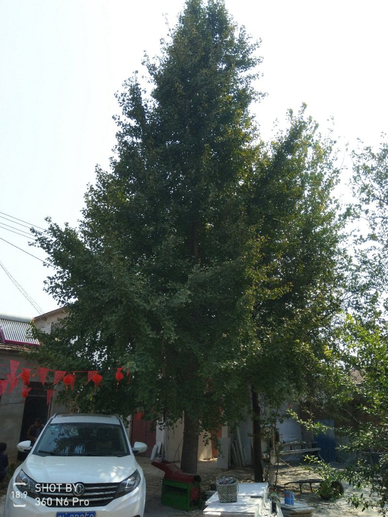 银杏树
