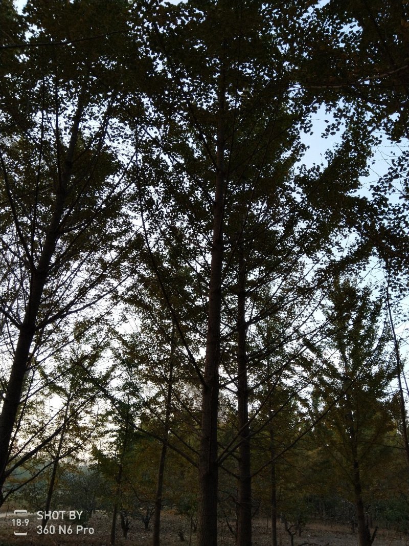 银杏树