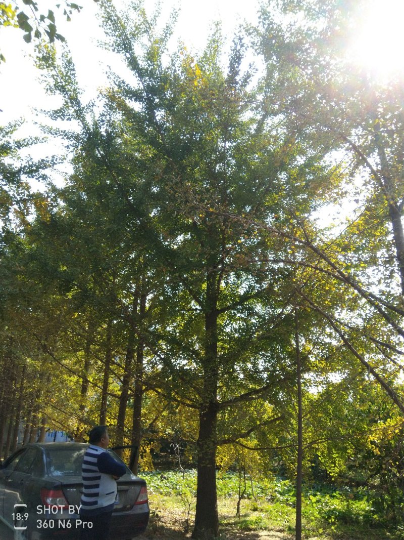 银杏树