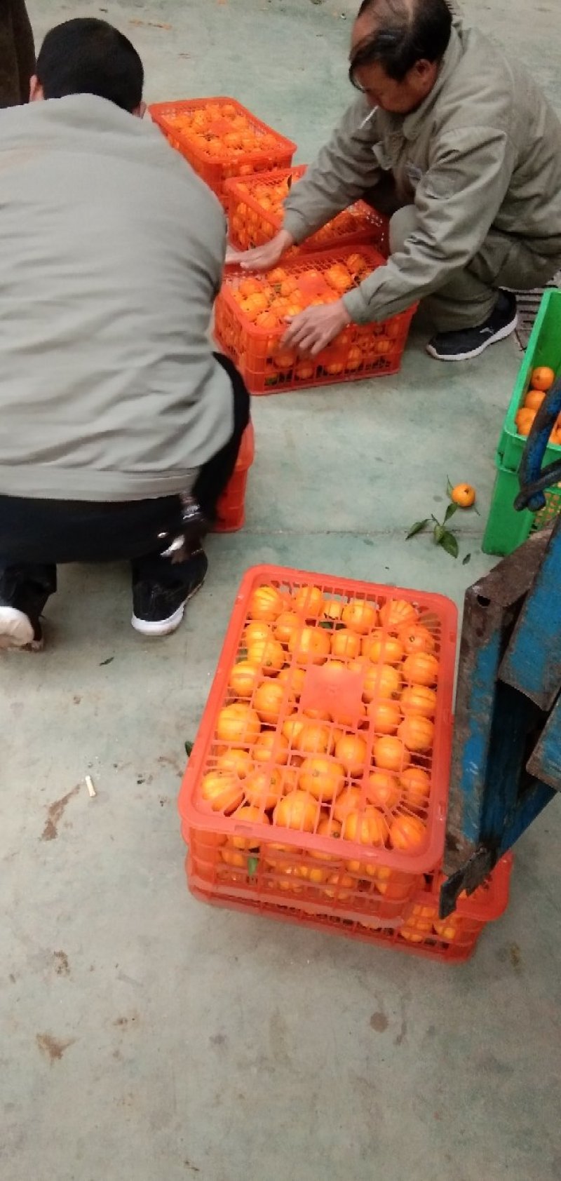 武当蜜桔大量上市，货源充足。