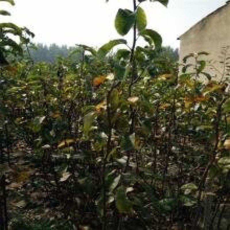 黑梨树苗品种保证纯度免费提供种植技术
