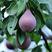 黑梨树苗品种保证纯度免费提供种植技术