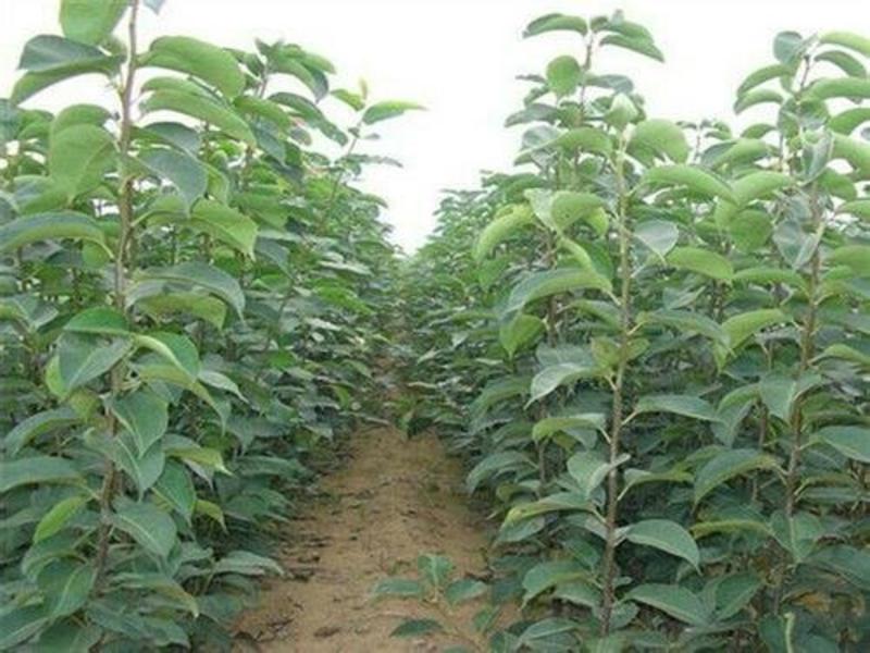黑梨树苗品种保证纯度免费提供种植技术