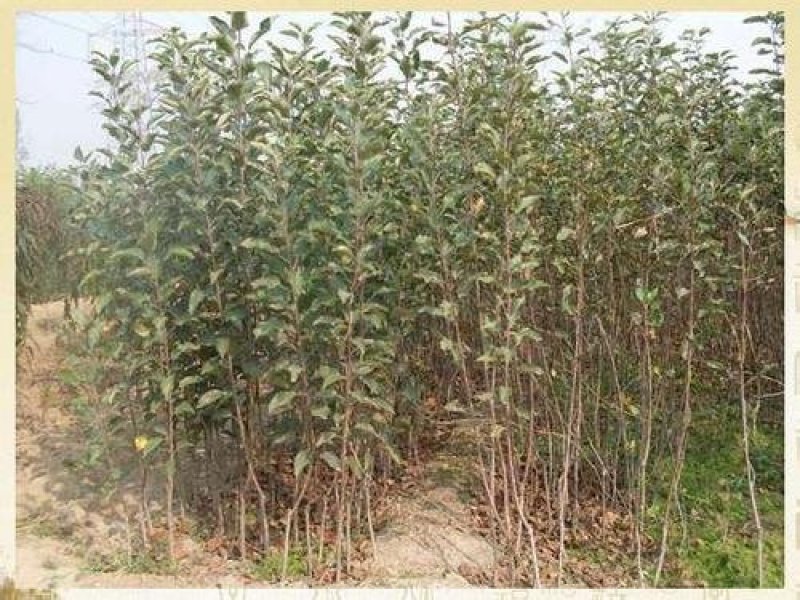 黑梨树苗品种保证纯度免费提供种植技术