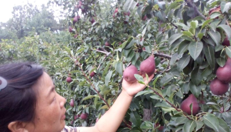 黑梨树苗品种保证纯度免费提供种植技术