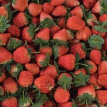 宁玉草莓大量上市产地直发保质保量对接各大电商批发商