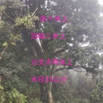 瓜子黄杨树