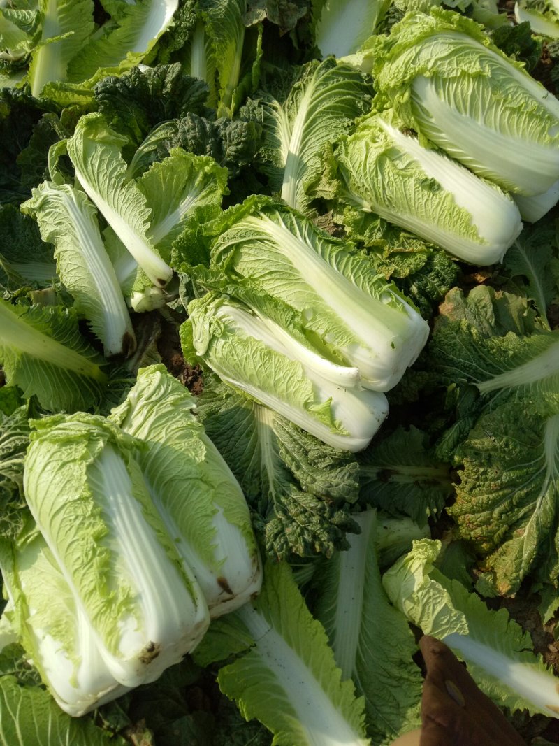 热卖河北石家庄白菜大白菜产地直发专业代办