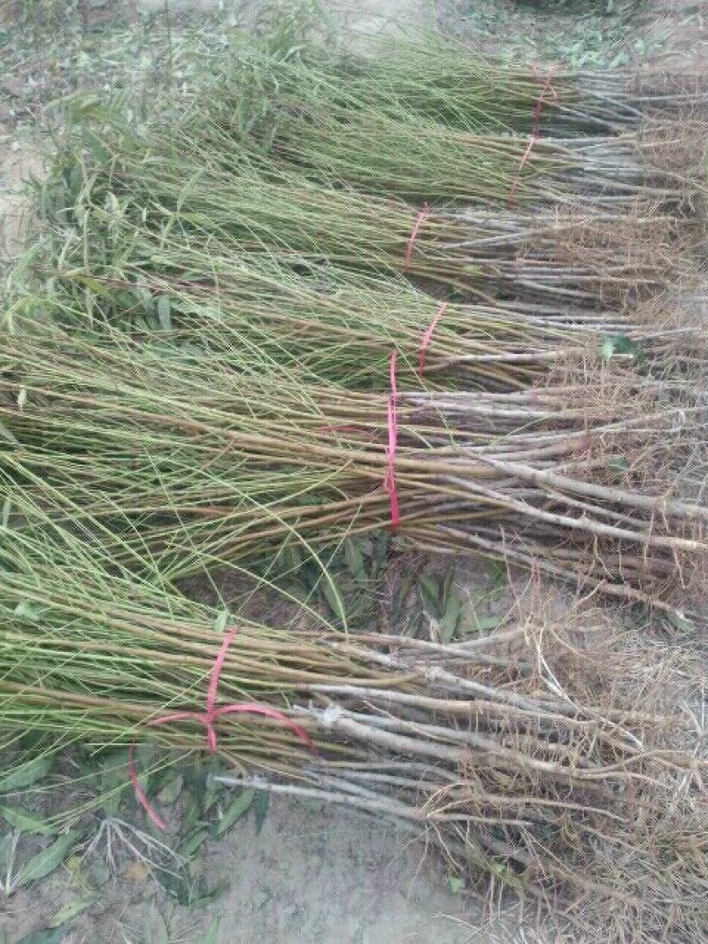 香花槐，山东聊城冠县大量出售绿化树，香花槐，
