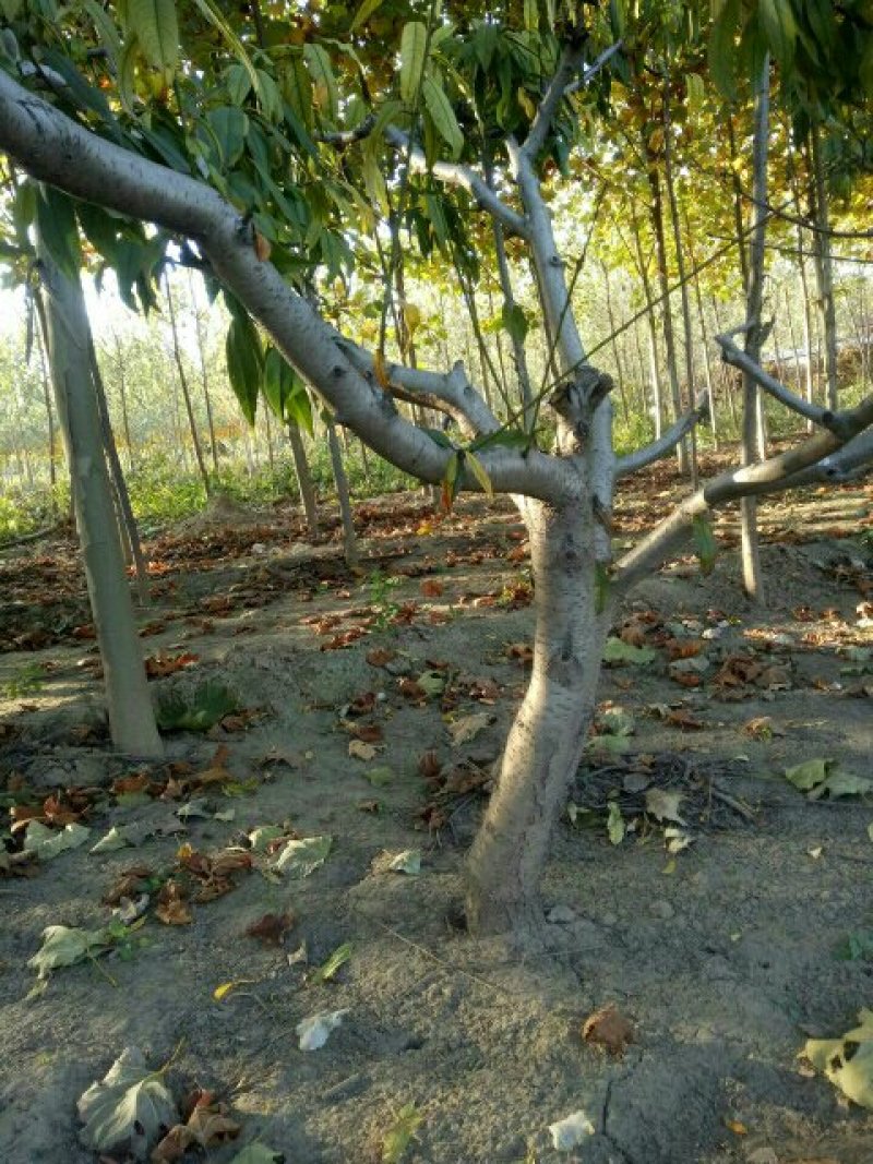 香花槐，山东聊城冠县大量出售绿化树，香花槐，