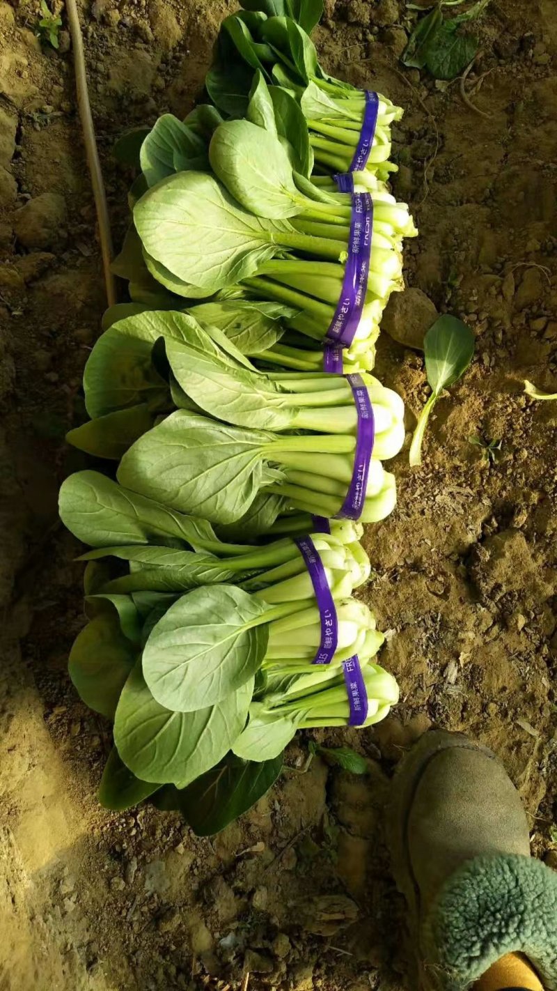 精品小油菜，接受预定，