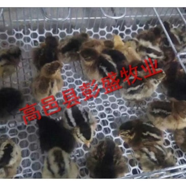 柴公鸡，鸡土鸡苗，红公鸡，防疫齐全，全国发货