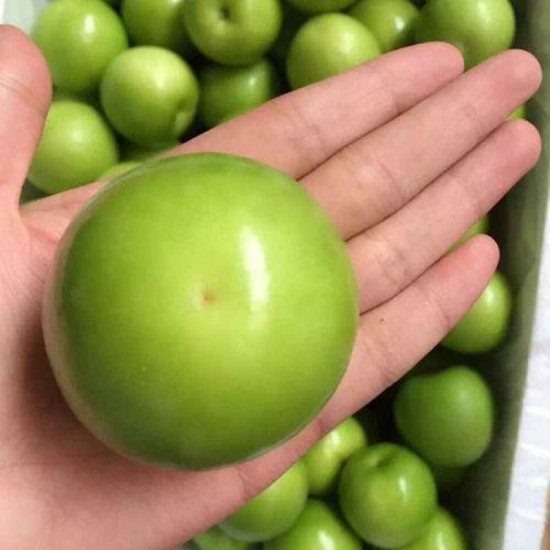 青枣苗密丝枣苗牛奶枣苗当年种植当年结果，丰产……