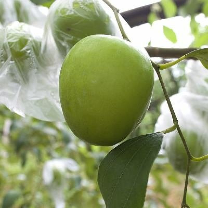 青枣苗密丝枣苗牛奶枣苗当年种植当年结果，丰产……
