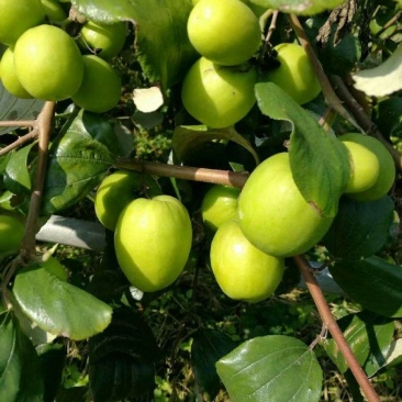 青枣苗密丝枣苗牛奶枣苗当年种植当年结果，丰产……