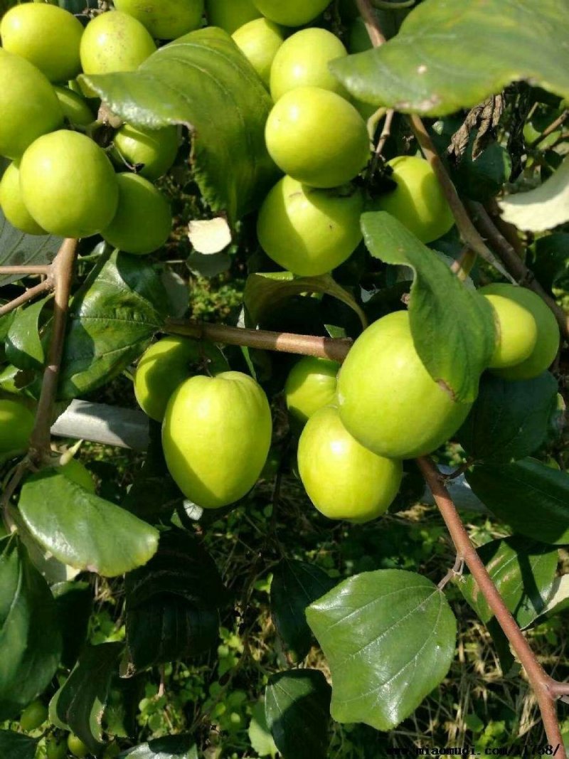 青枣苗密丝枣苗牛奶枣苗当年种植当年结果，丰产……