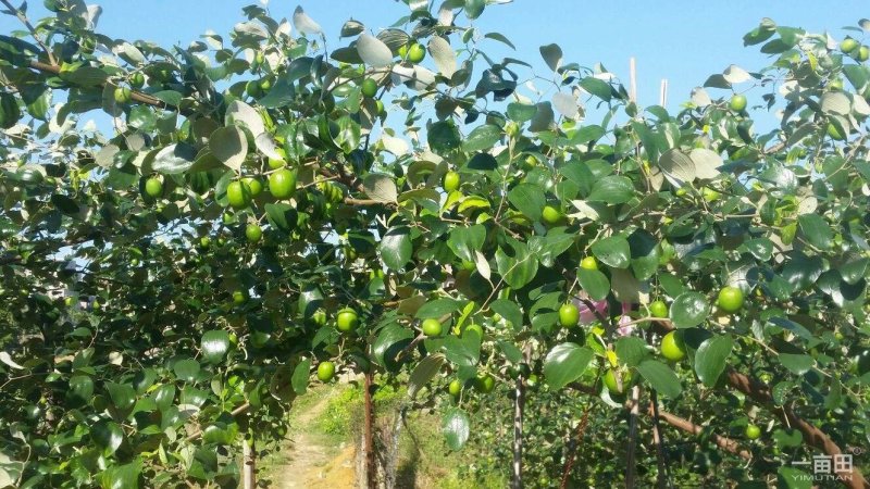 青枣苗密丝枣苗牛奶枣苗当年种植当年结果，丰产……