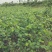 青枣苗密丝枣苗牛奶枣苗当年种植当年结果，丰产……