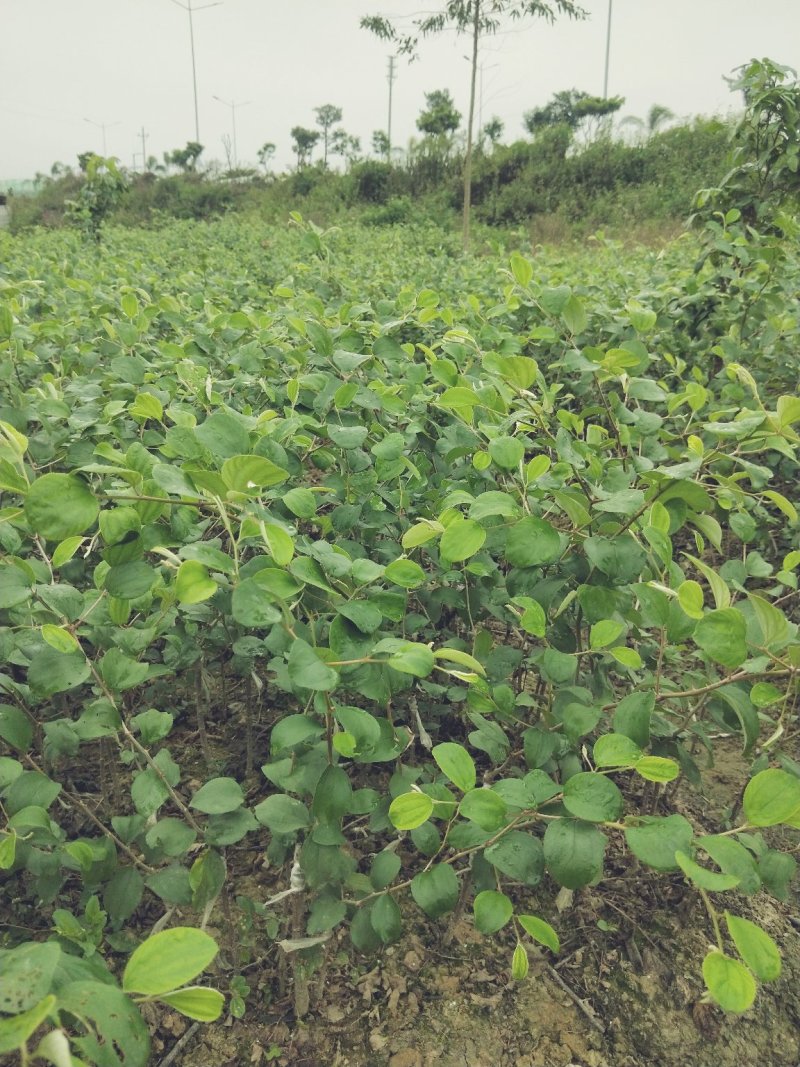 青枣苗密丝枣苗牛奶枣苗当年种植当年结果，丰产……