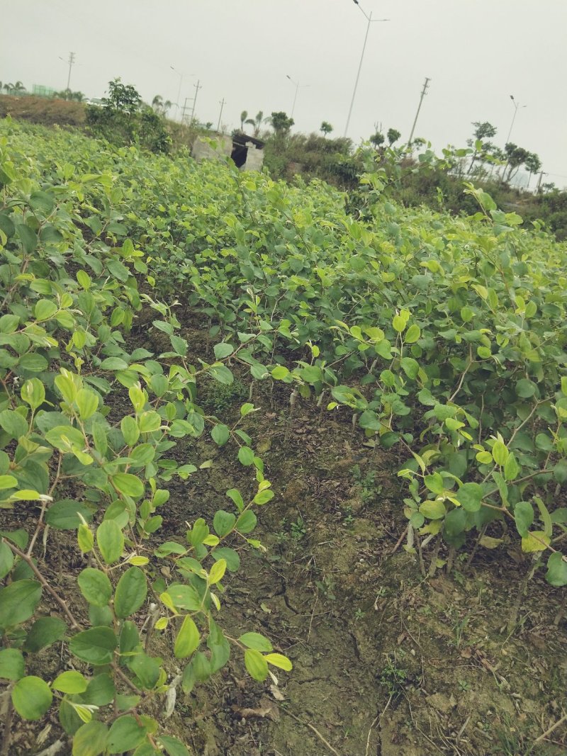 青枣苗密丝枣苗牛奶枣苗当年种植当年结果，丰产……