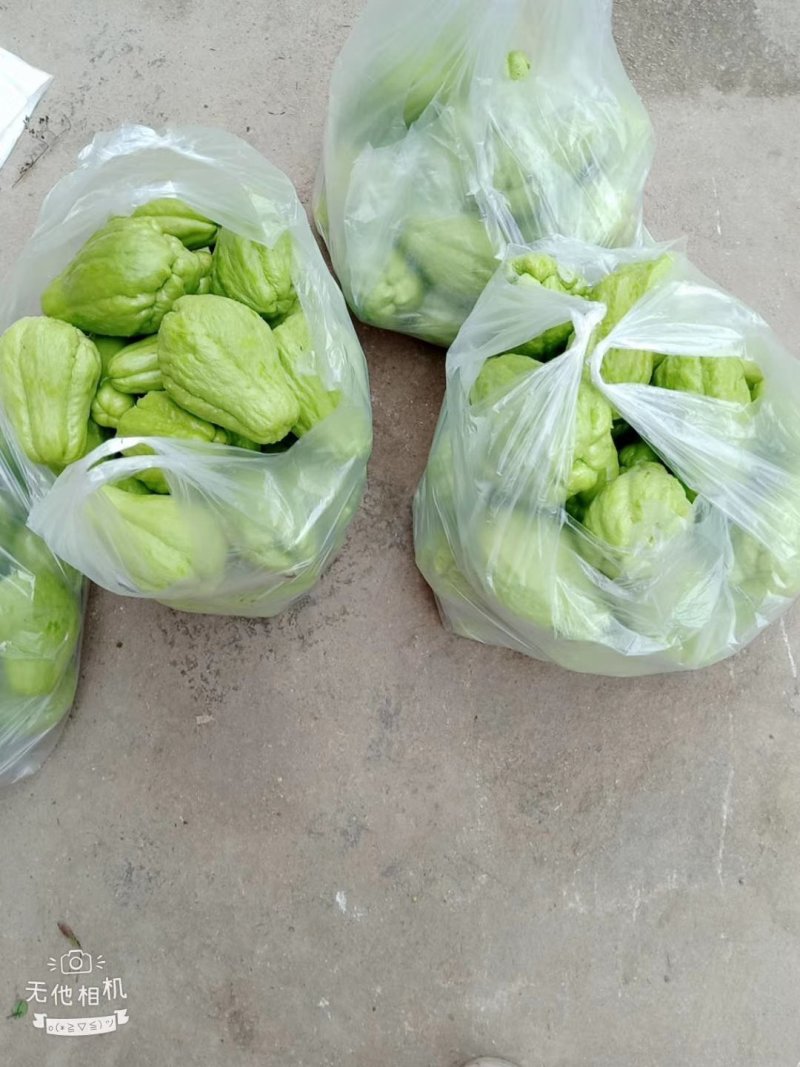 佛手瓜基地，大量供应优质瓜。