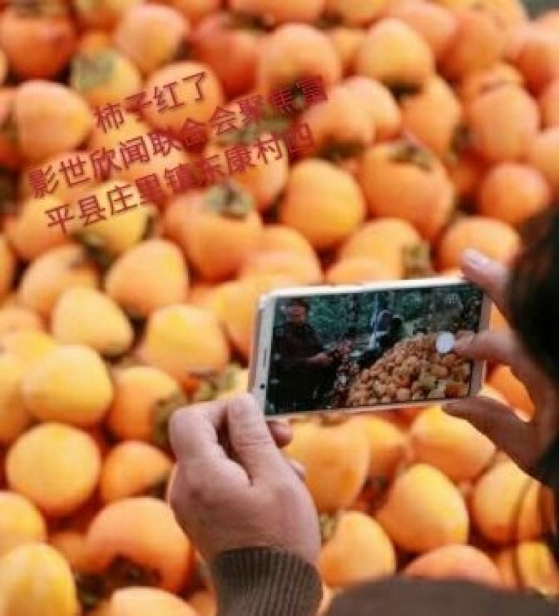 本人出售富平庄里柿饼两万斤。价钱面意电话17343959