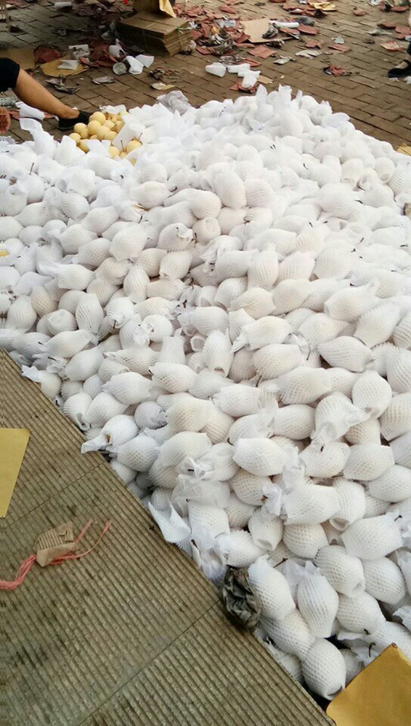 大量泊头膜袋鸭梨，水晶梨下树上市，价格低廉货源充足。