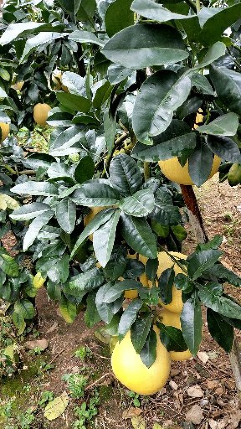 平和琯溪蜜柚大量产地直发品质保证大量批发
