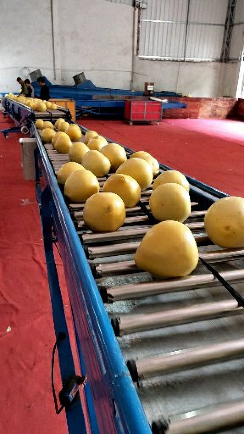 平和琯溪蜜柚大量产地直发品质保证大量批发