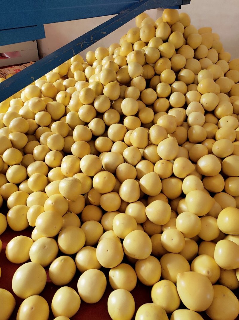 平和琯溪蜜柚大量产地直发品质保证大量批发