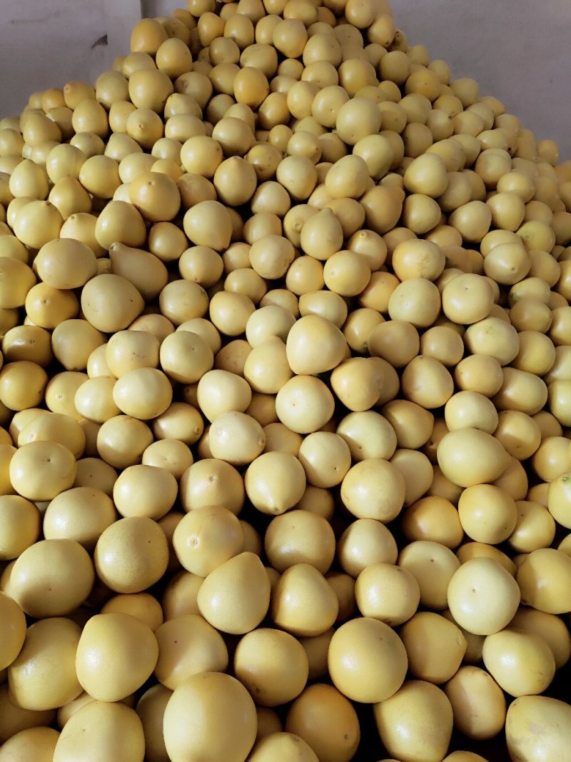 平和琯溪蜜柚大量产地直发品质保证大量批发