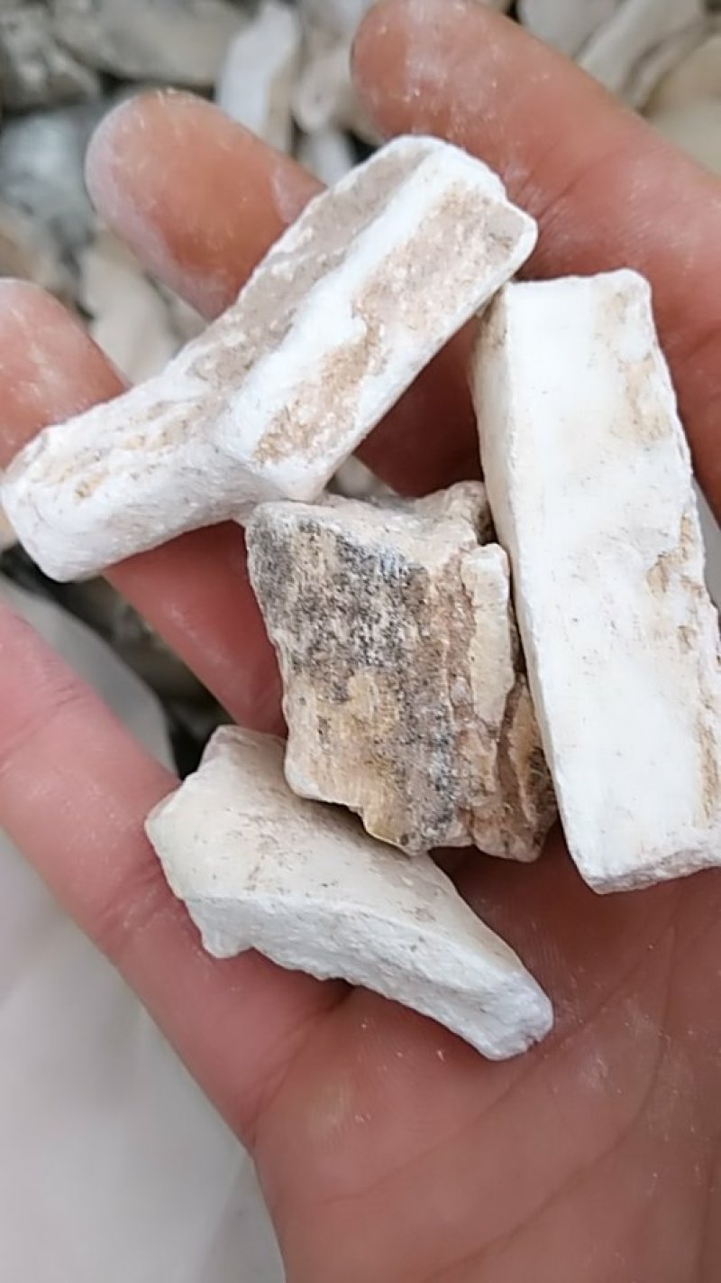 龙骨，中药材龙骨