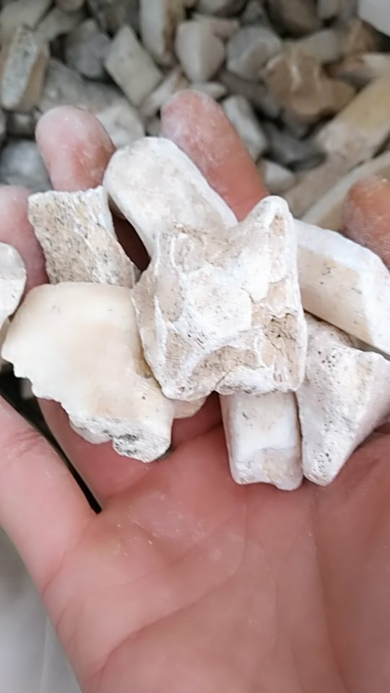 龙骨，中药材龙骨