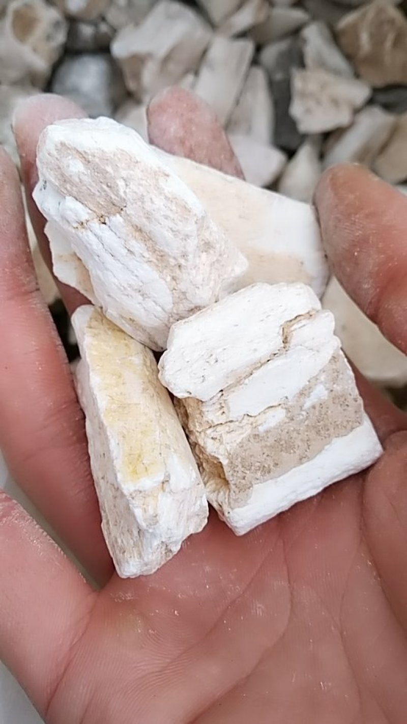 龙骨，中药材龙骨