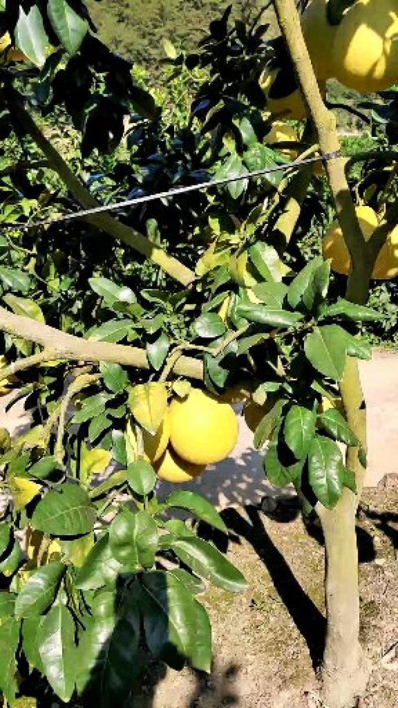 柚子平和琯溪蜜柚白心柚诚信代办大量批发诚信经营