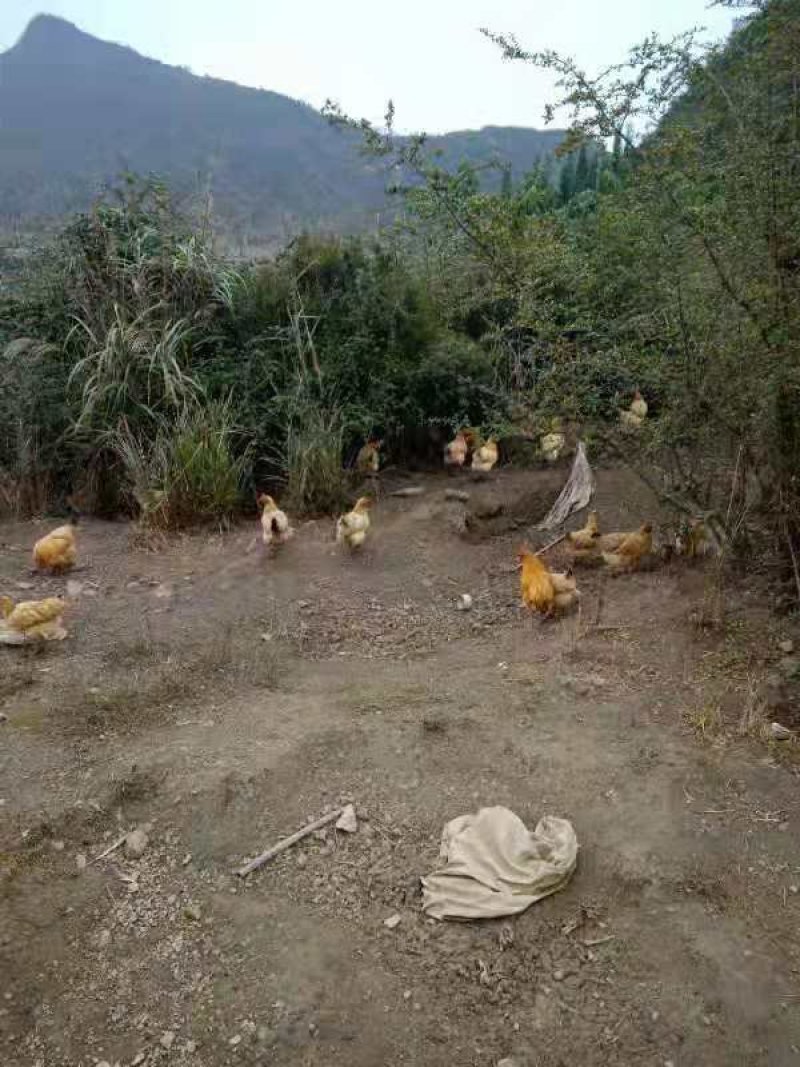 玉米土鸡，吃的是全玉米，全散养的跑山鸡，油黄菌大