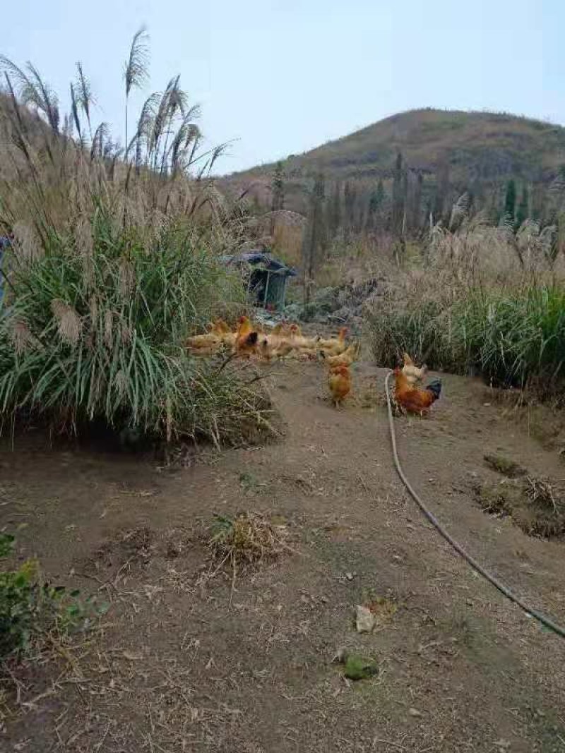 玉米土鸡，吃的是全玉米，全散养的跑山鸡，油黄菌大